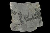Pennsylvanian Fossil Fern (Neuropteris) Plate - Kentucky #138521-1